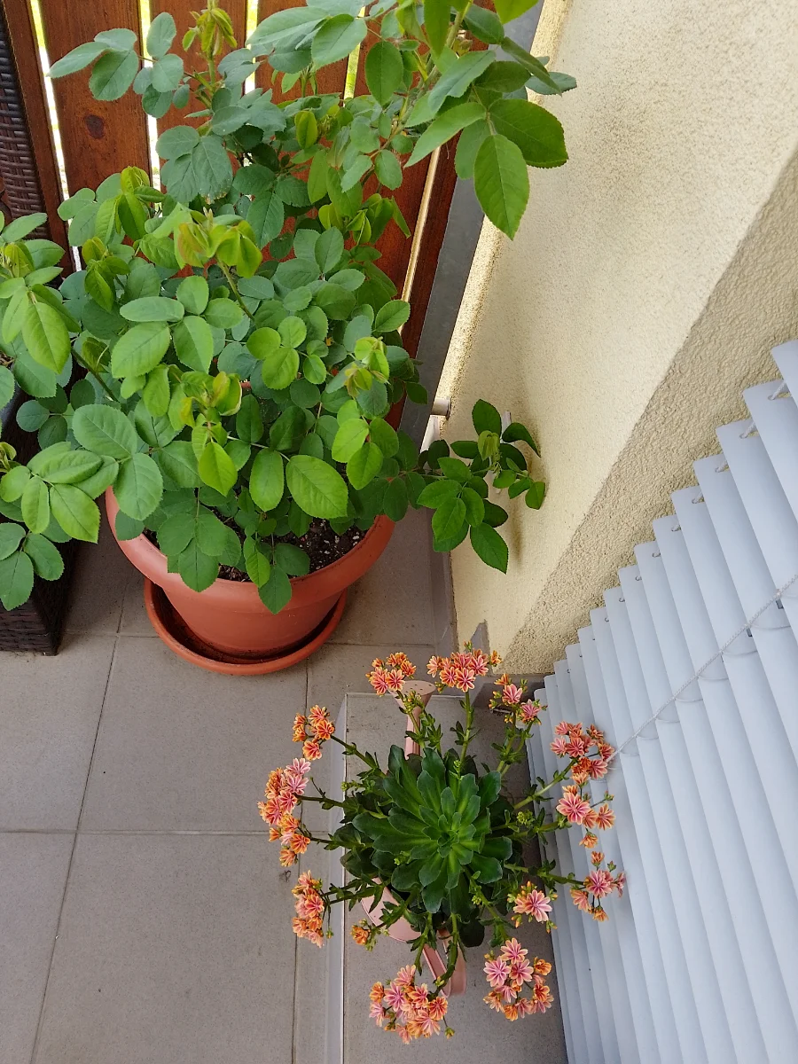 IMG_20250429_133622_HDR.webp
