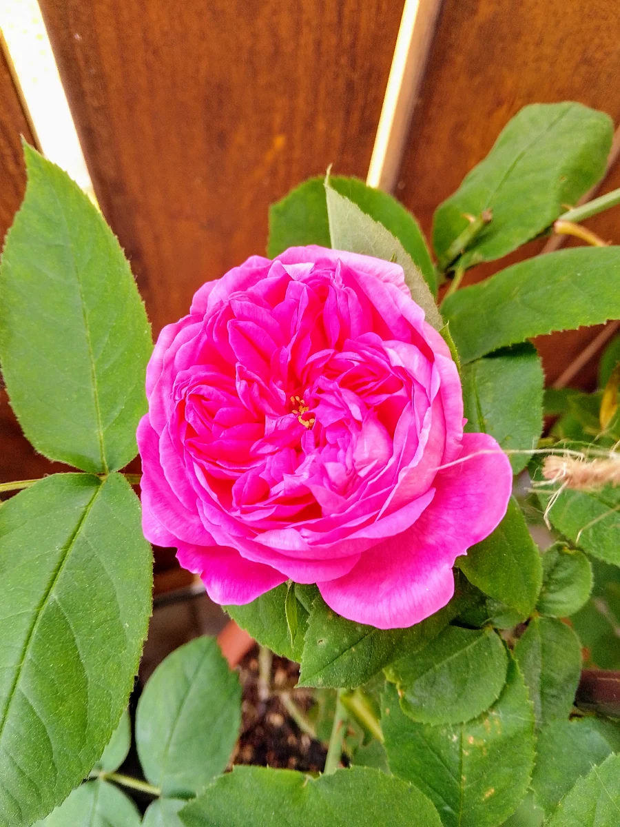 IMG_20250513_085523_HDR~2.webp