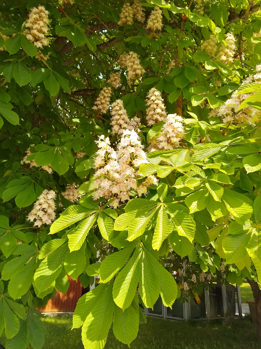 IMG_20250514_102813_HDR.webp