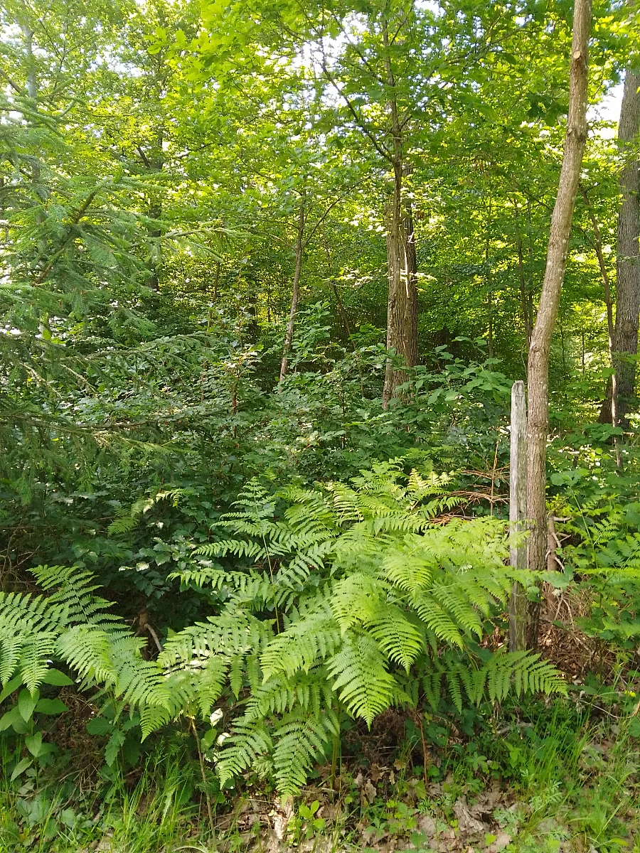 IMG_20250520_152219_HDR.webp