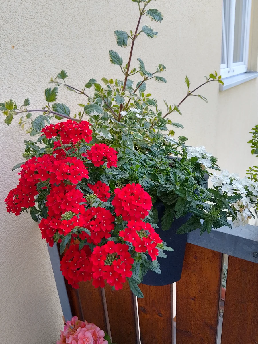 IMG_20250605_125757_HDR.webp