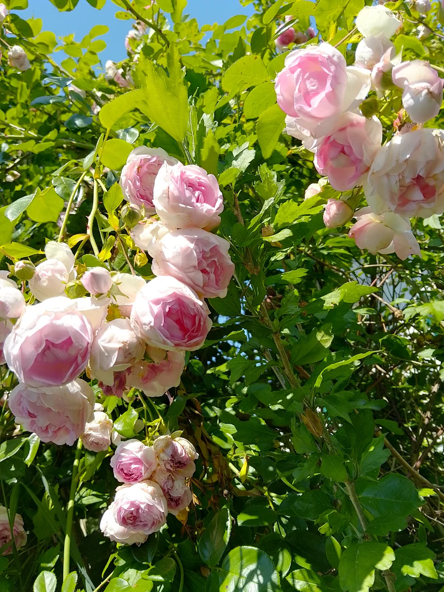 IMG_20250614_140744_HDR.webp