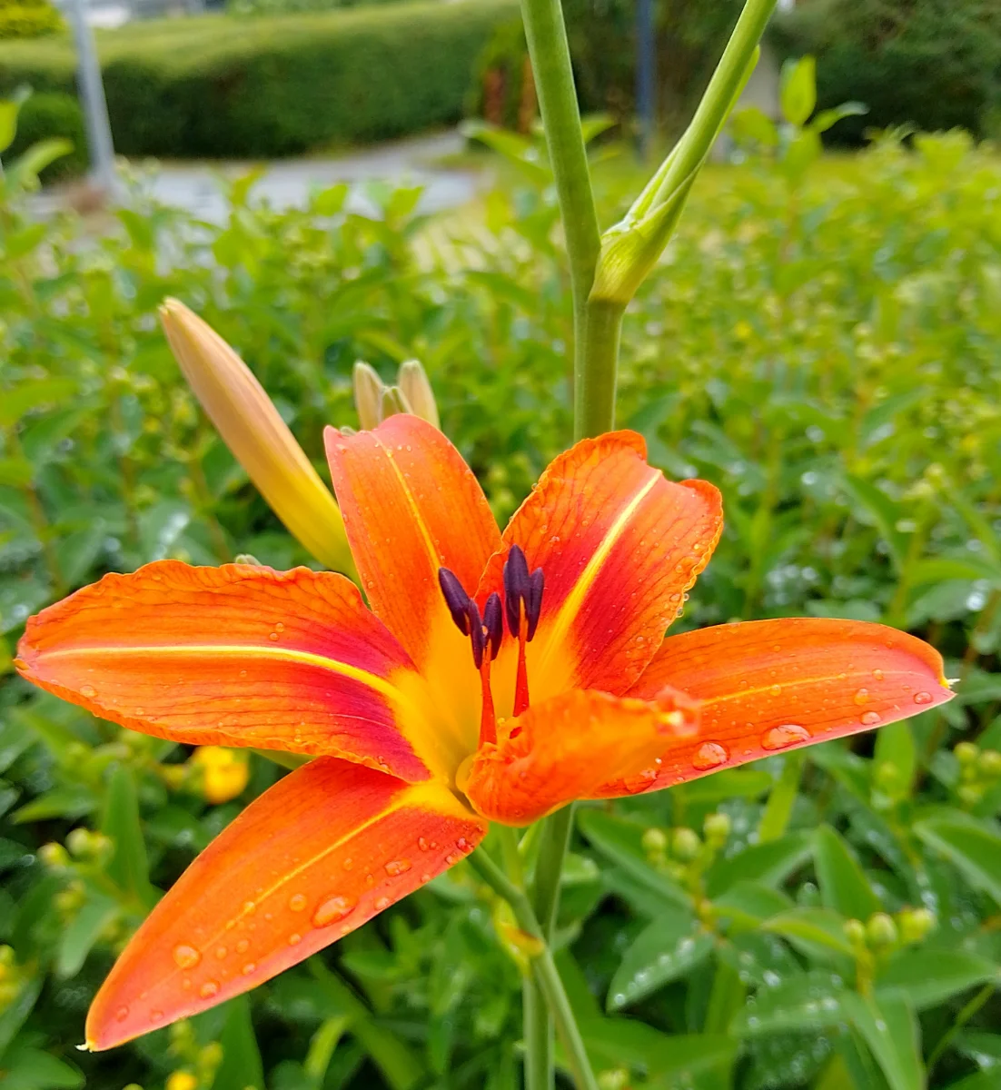IMG_20250616_084348_HDR.webp