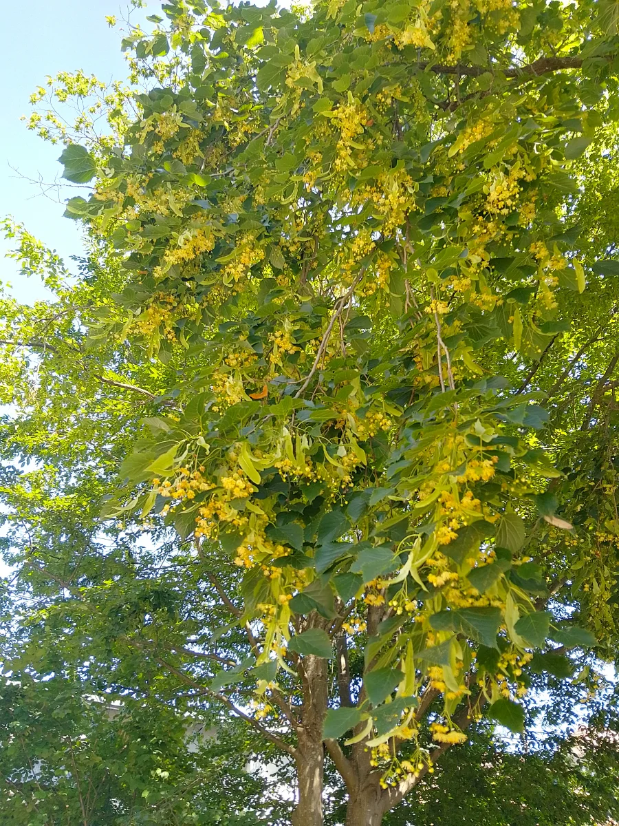 IMG_20250621_143056_HDR.webp