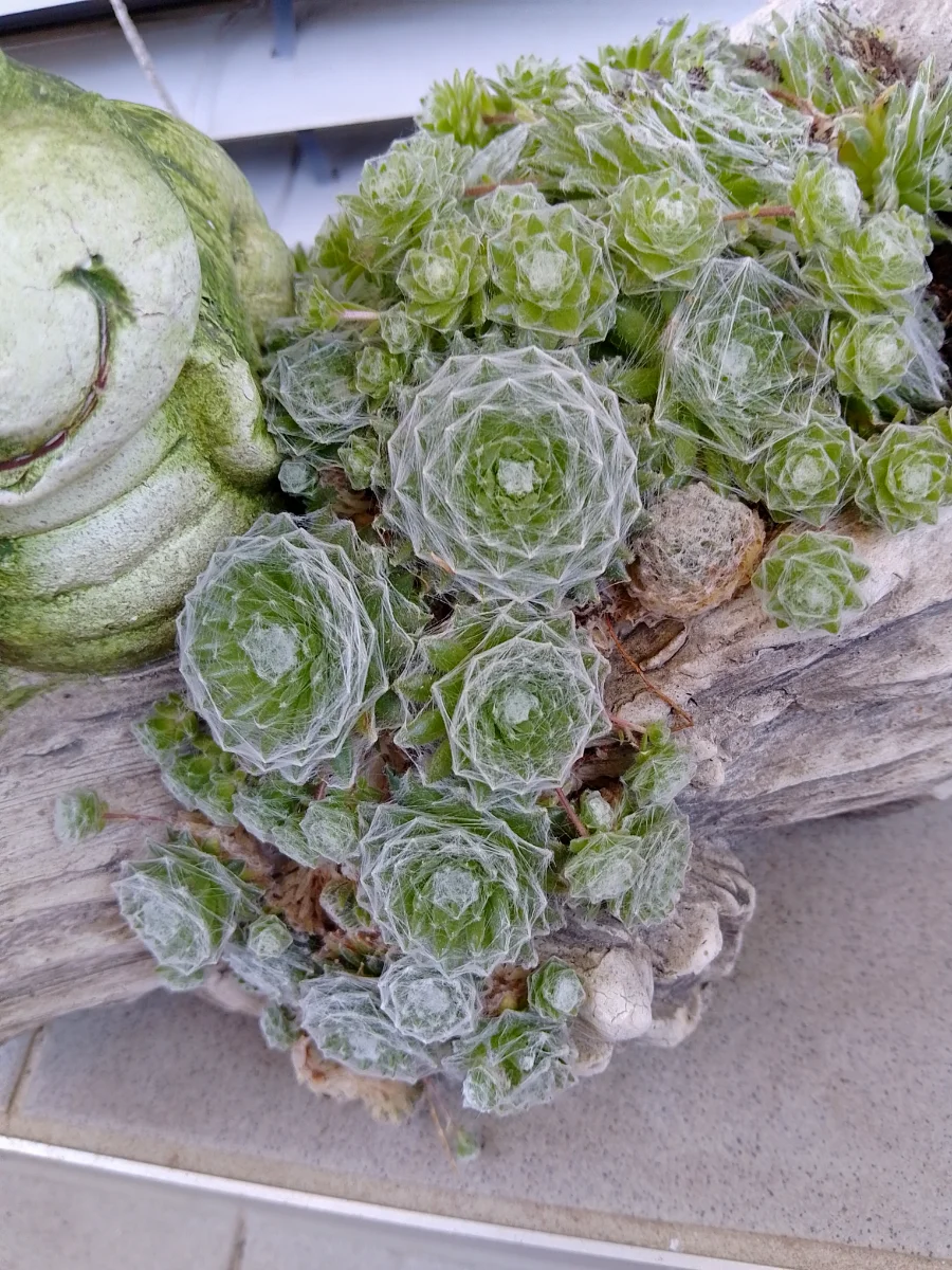 IMG_20250706_101437_HDR.webp