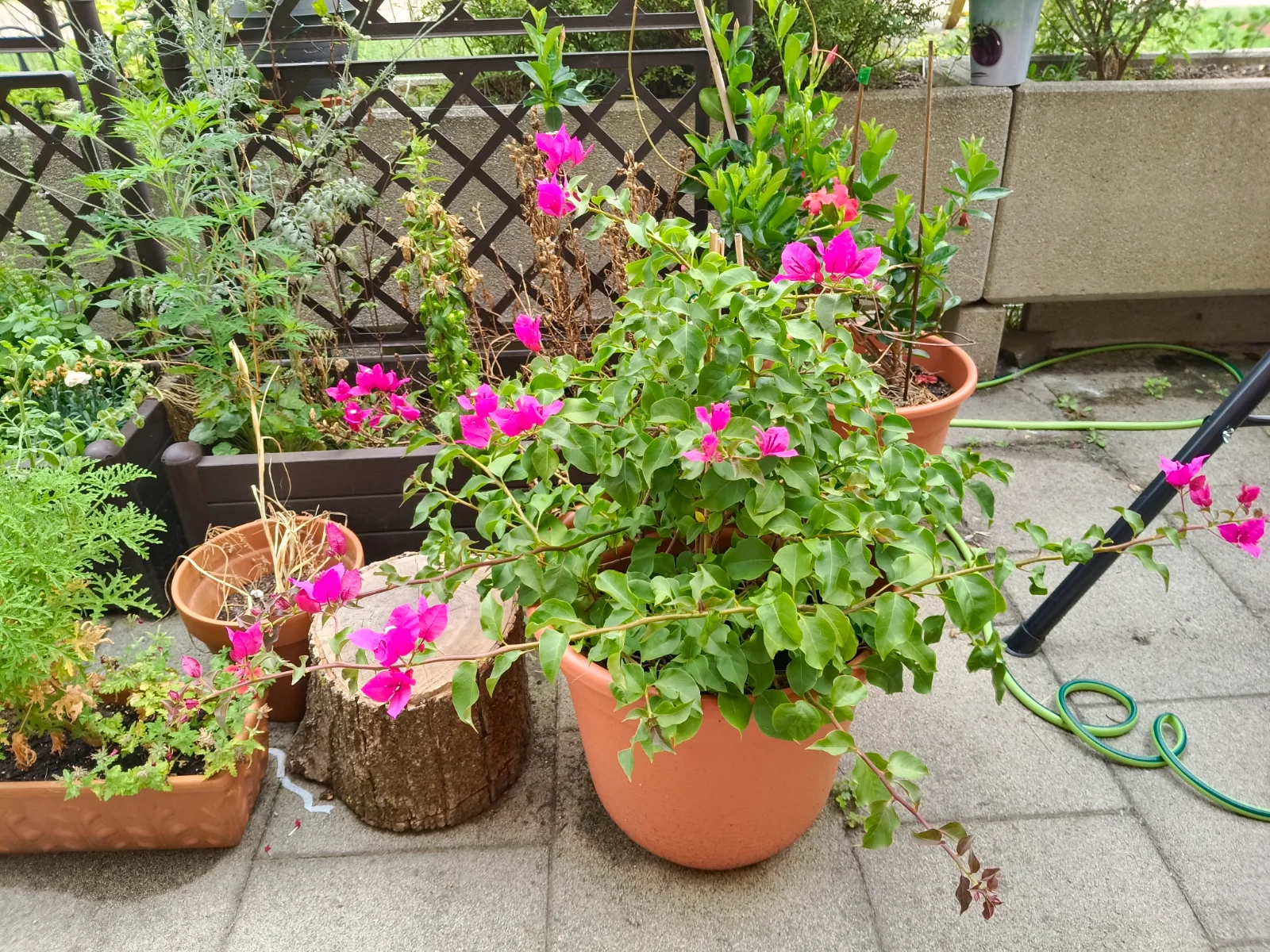 IMG_20250723_125416.webp
