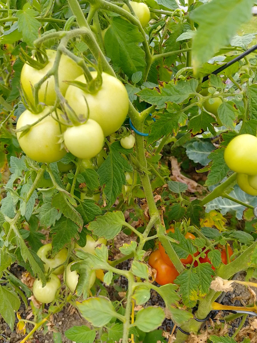 IMG_20250725_141659_HDR.webp