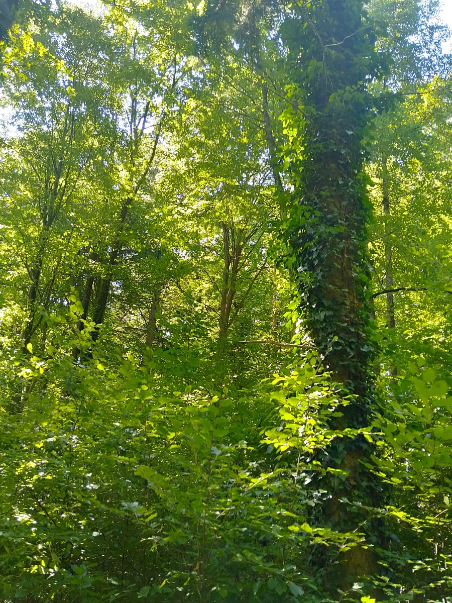 IMG_20250801_143706_HDR.webp
