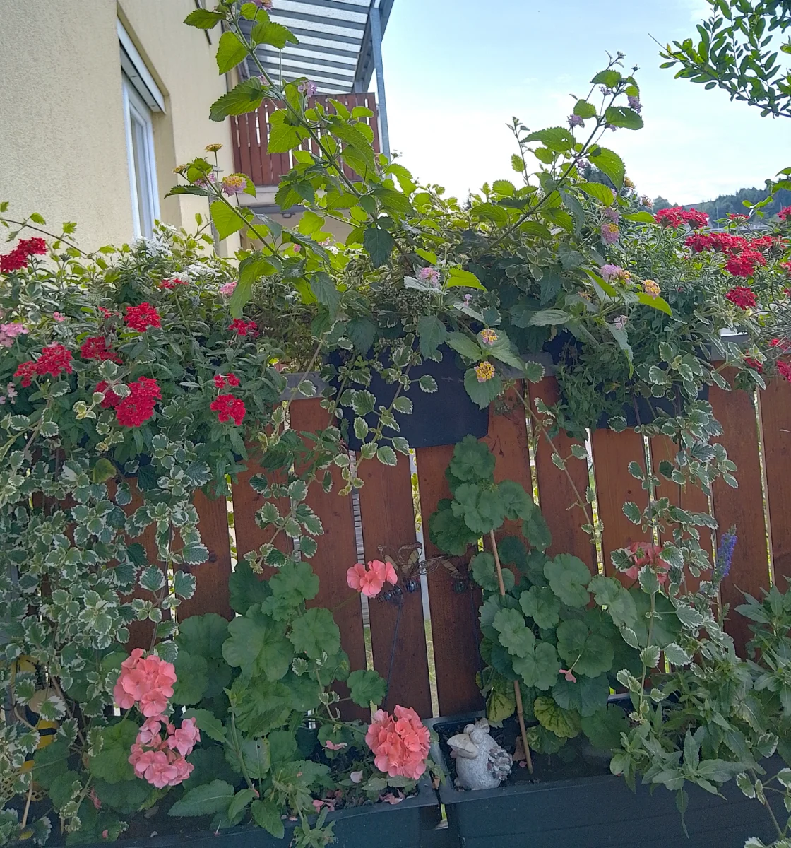 IMG_20250806_131813_HDR~2.webp