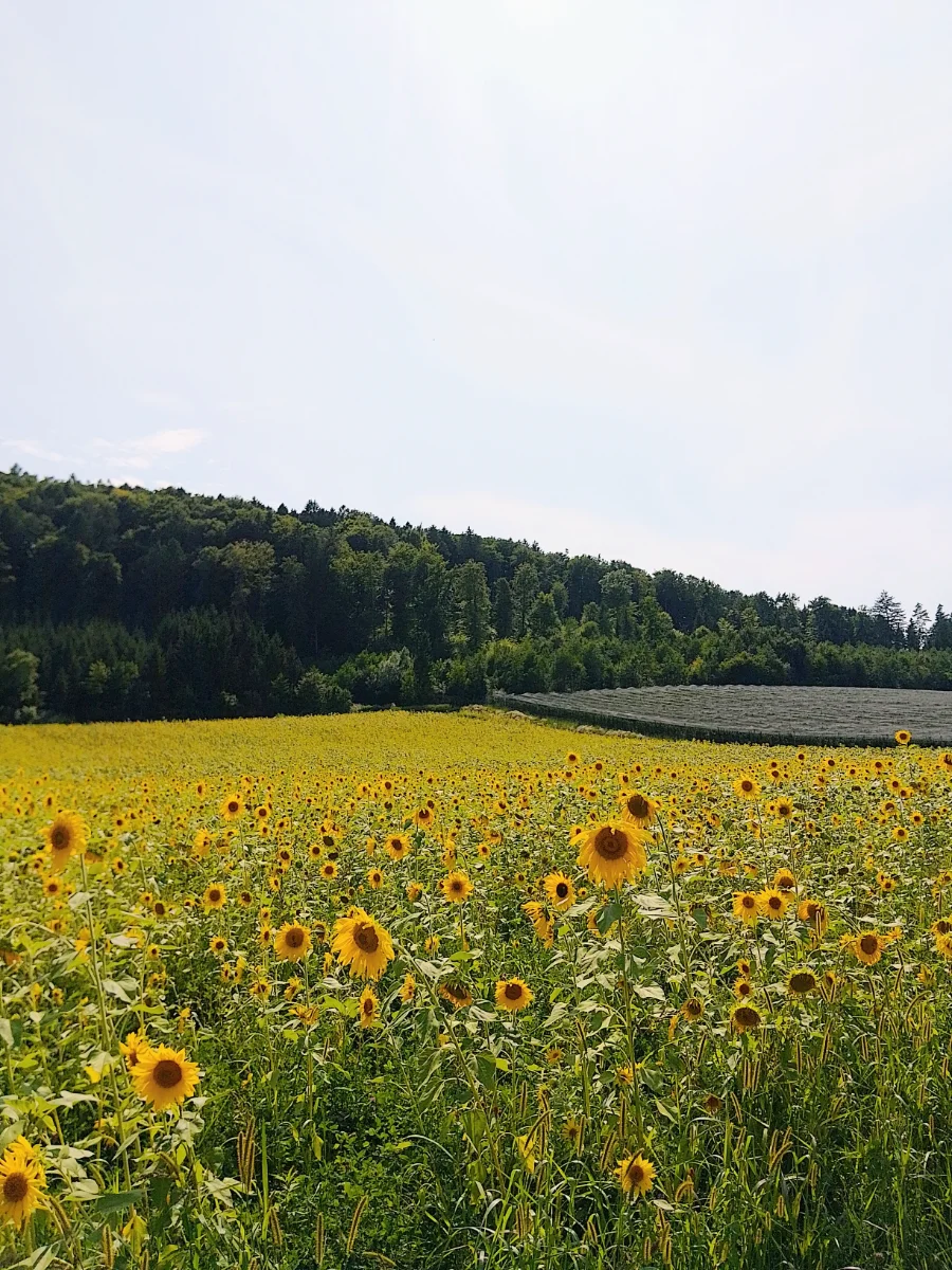 IMG_20250806_153055~2.webp