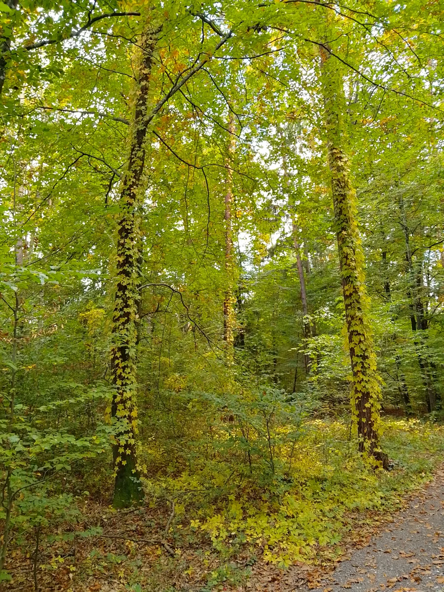 IMG_20251016_133805_HDR.webp