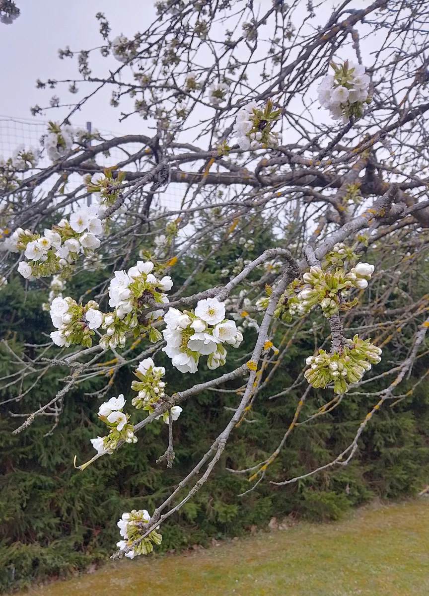 IMG_20260401_083935_HDR~2.webp