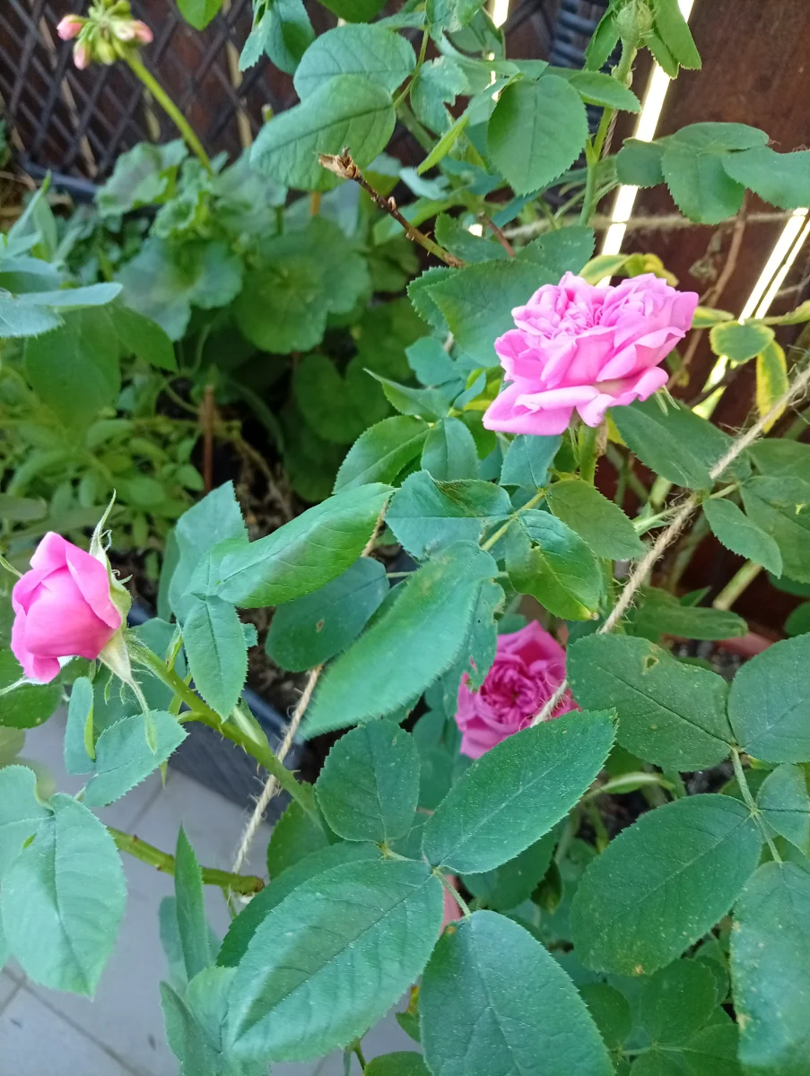 IMG_20260523_103613.webp