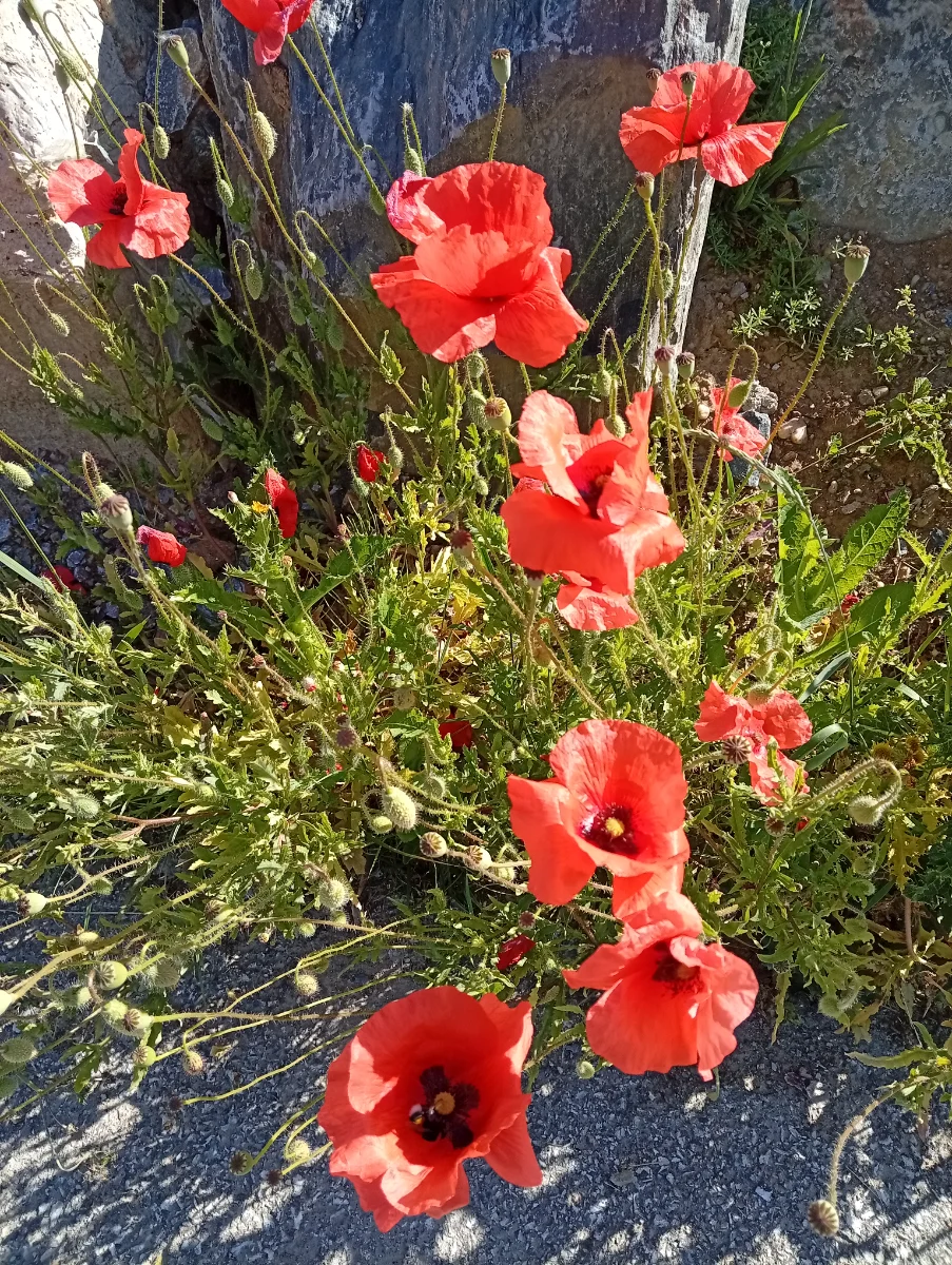 IMG_20260529_083710.webp