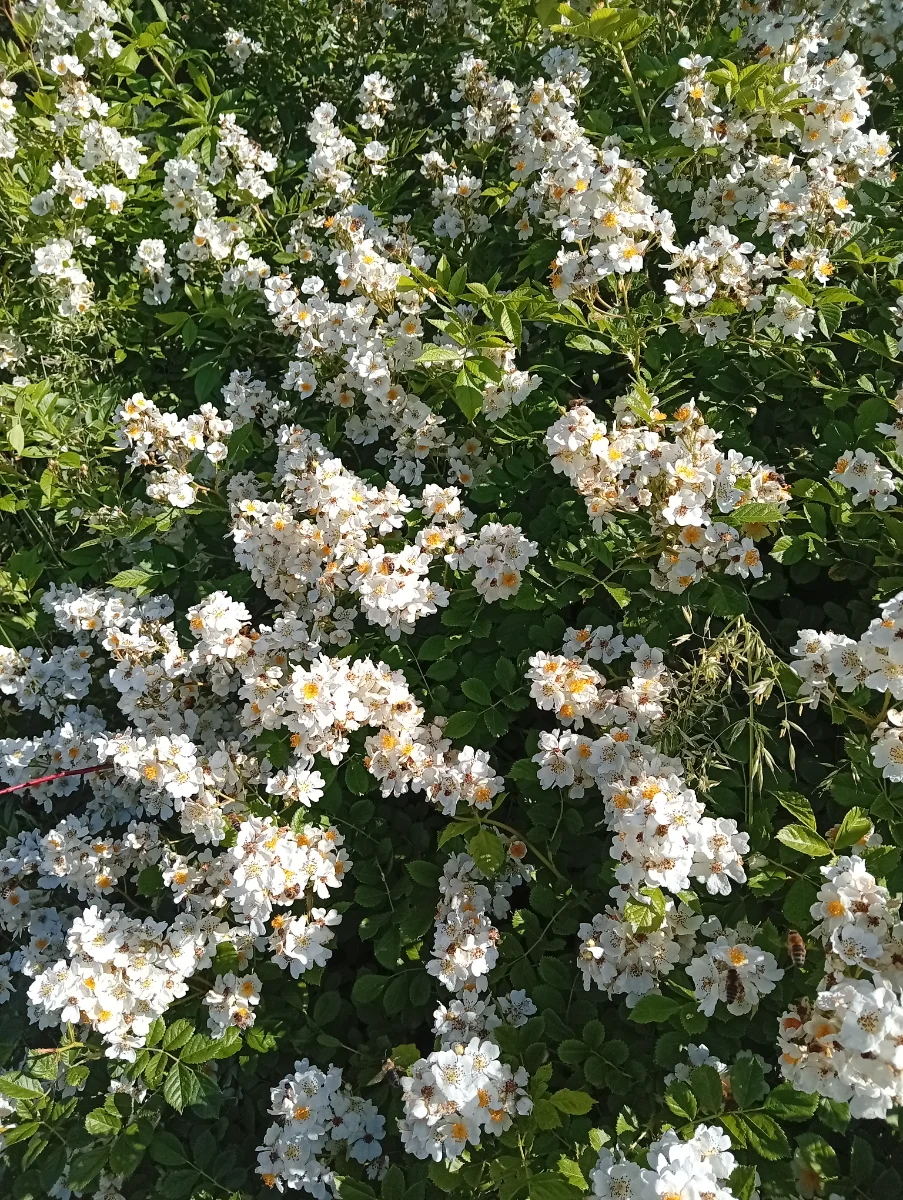 IMG_20260529_090151.webp