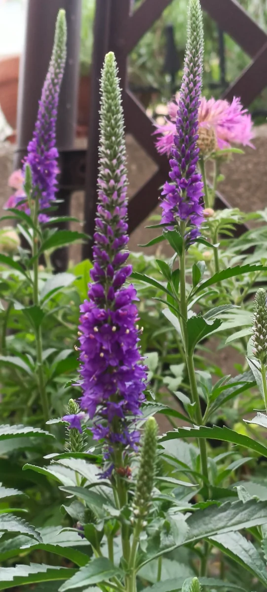 IMG_20260603_074744.webp