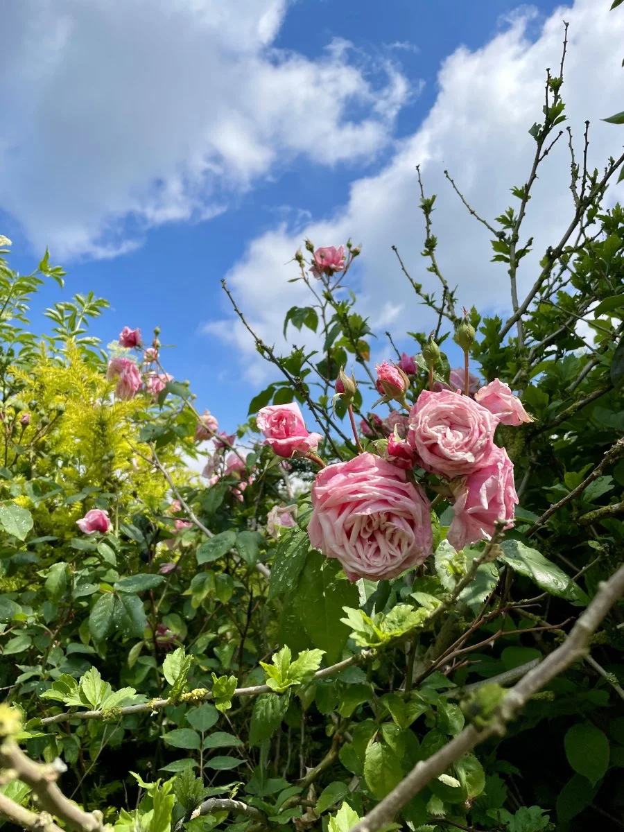 IMG_3159.jpeg