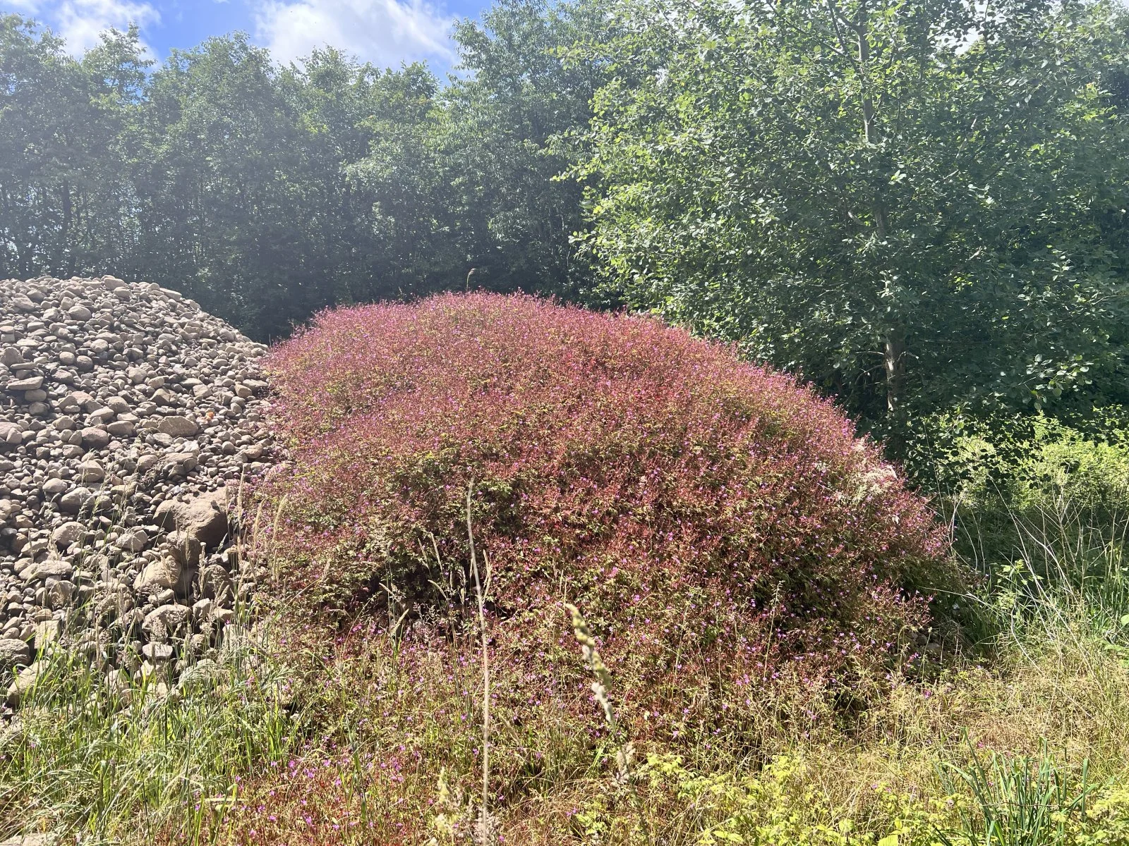 IMG_3170.jpeg