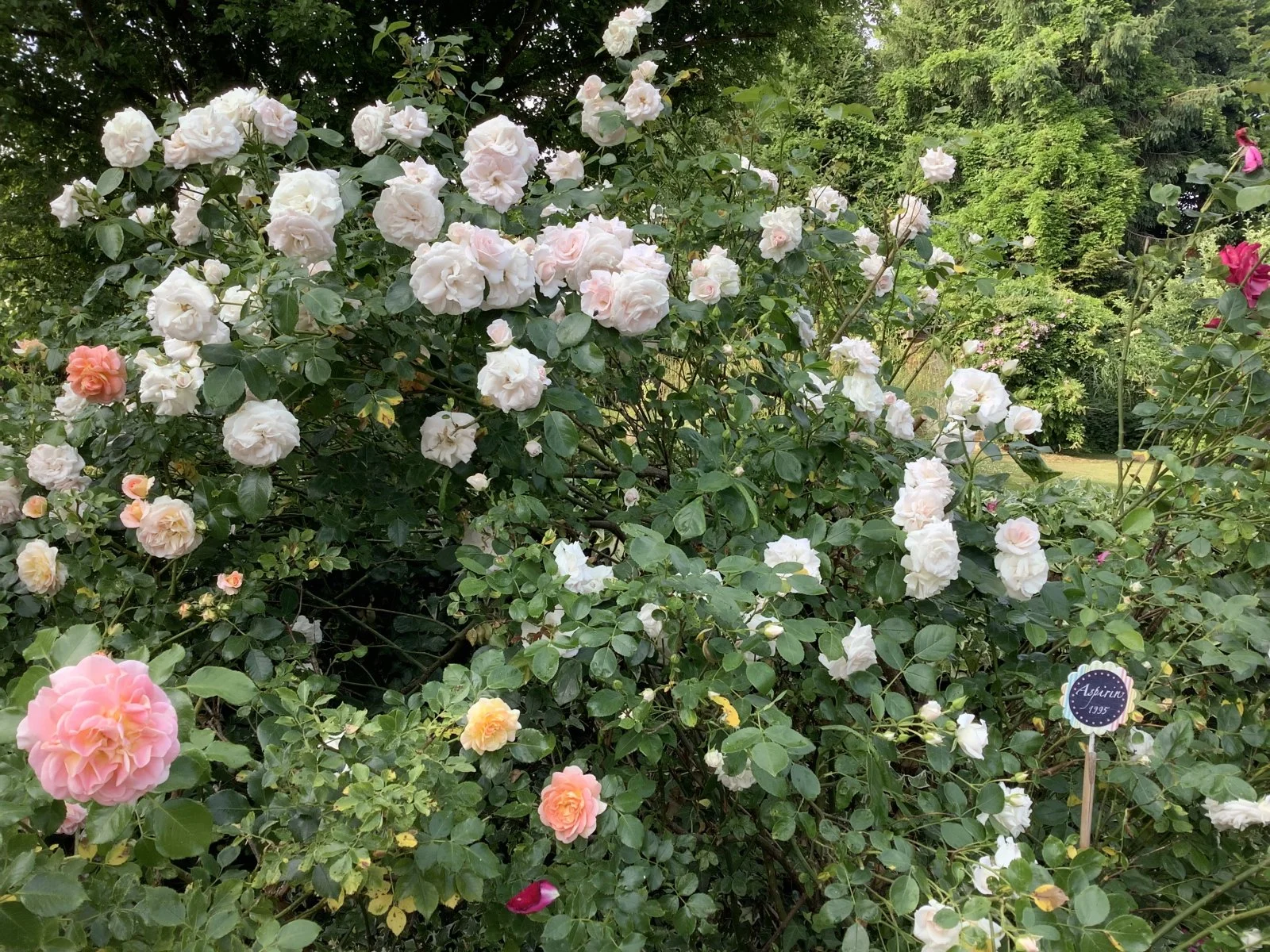 IMG_3437.jpeg