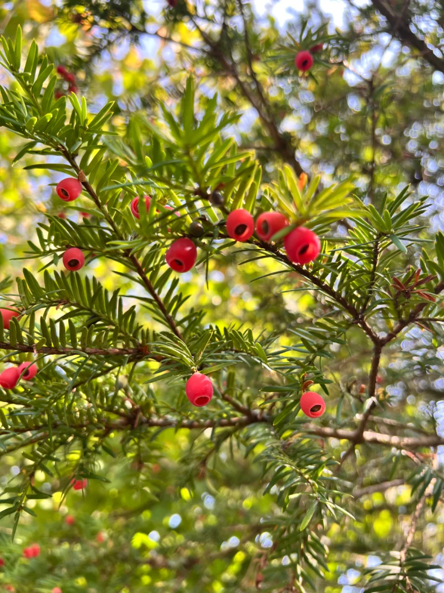 IMG_4122.webp