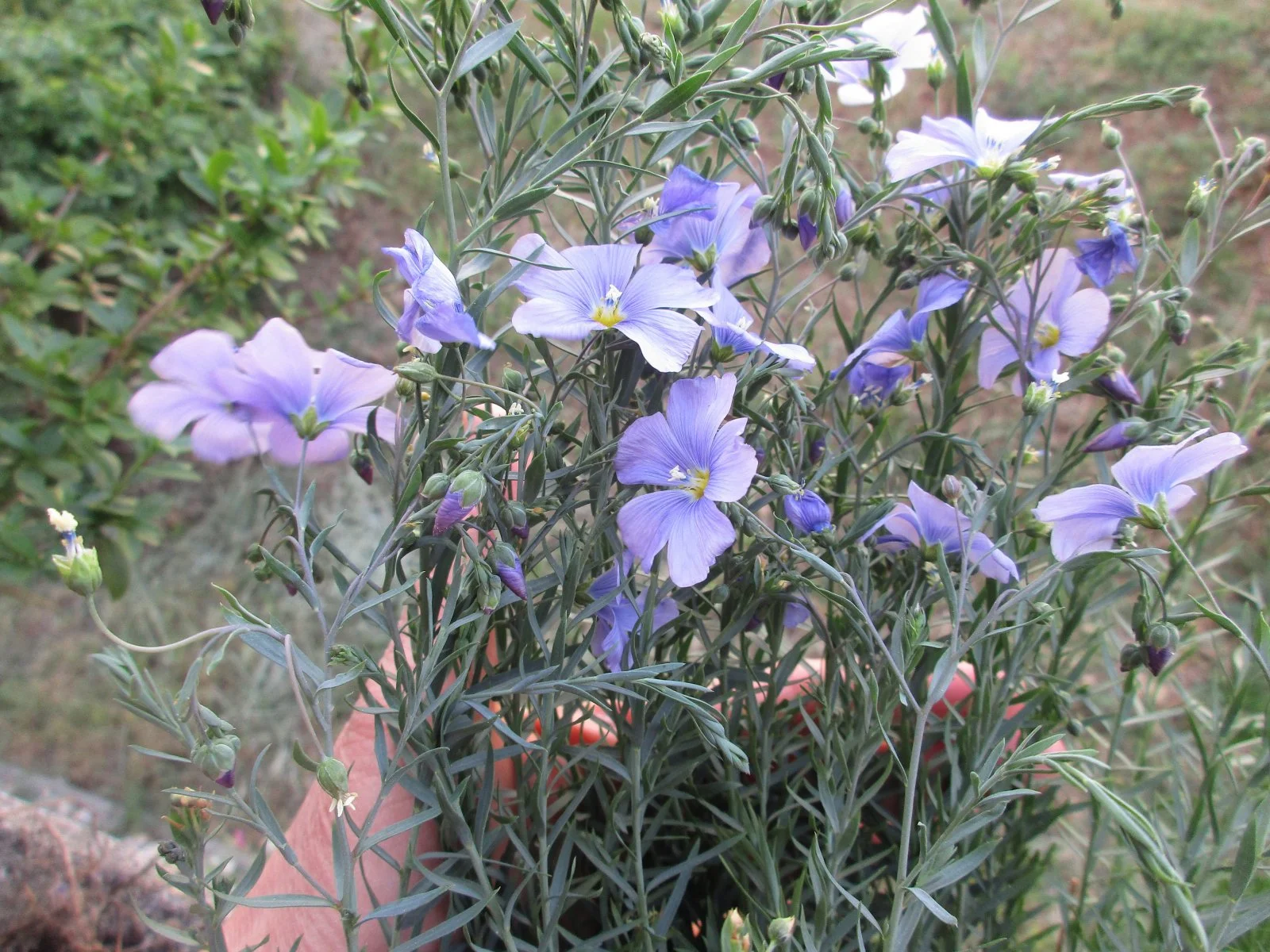 IMG_4291.JPG