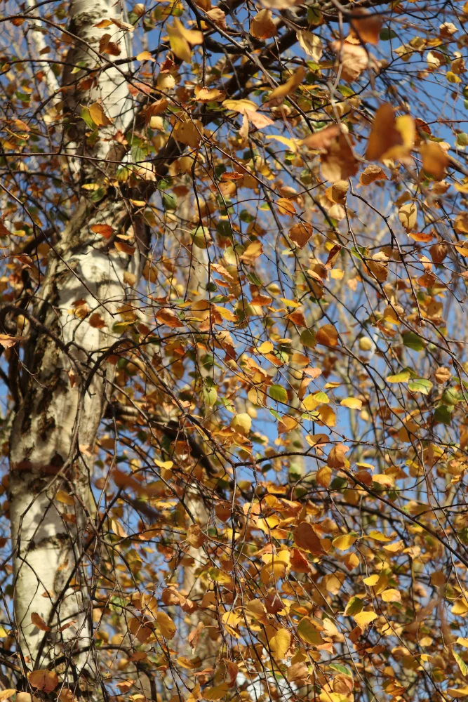 IMG_4453_sk2.JPG