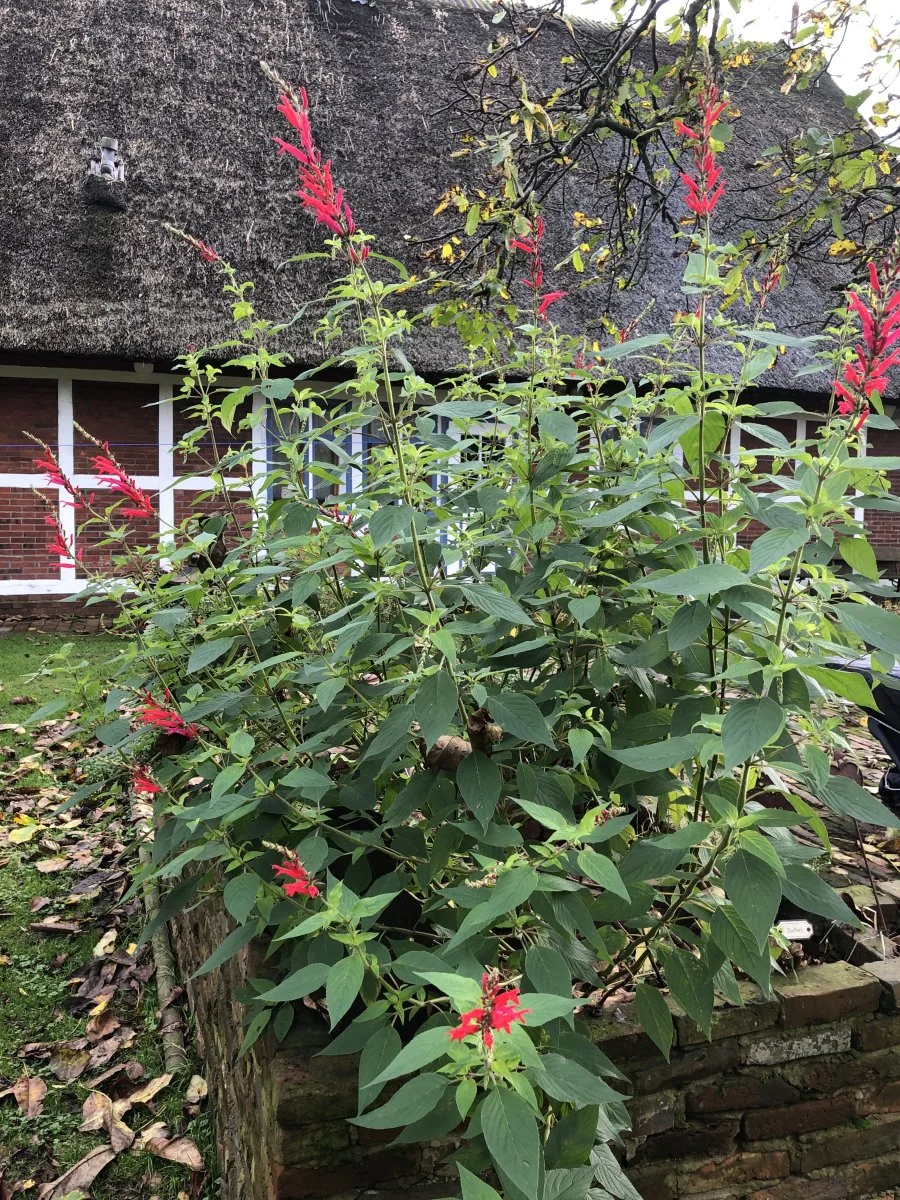 IMG_6800.jpeg