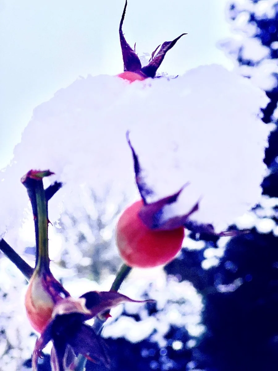 IMG_7828.jpeg