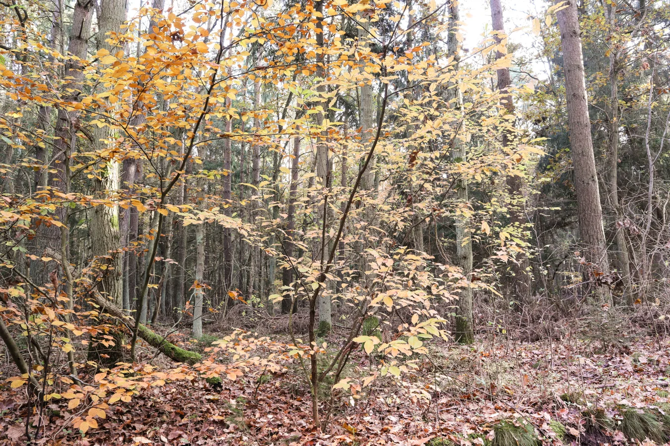 IMG_8606-1_sk1.jpg