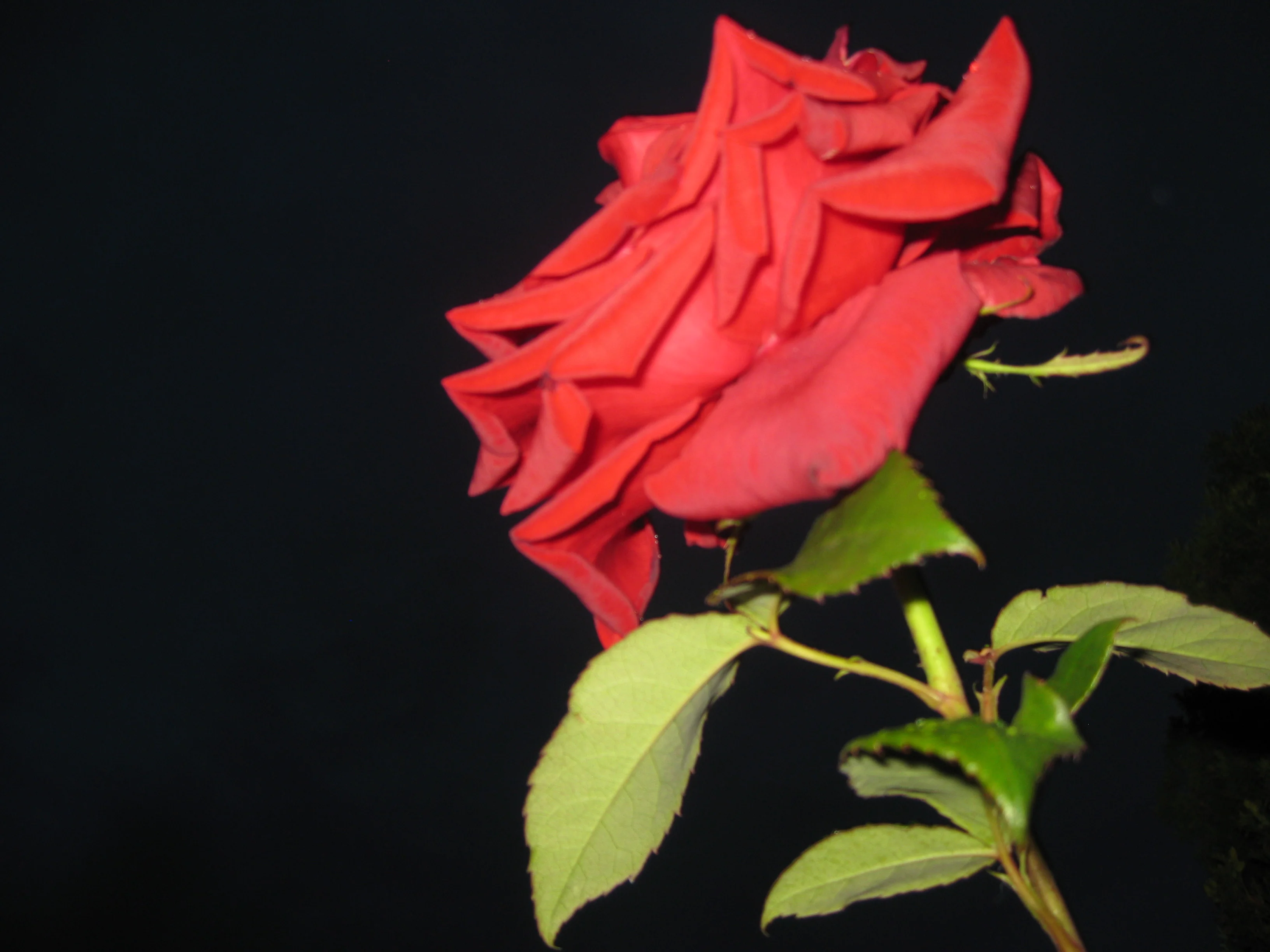 IMG_8770.JPG
