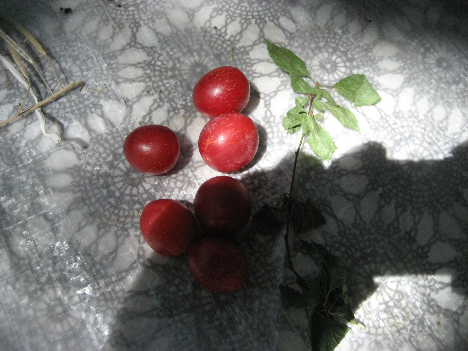 IMG_8895.JPG