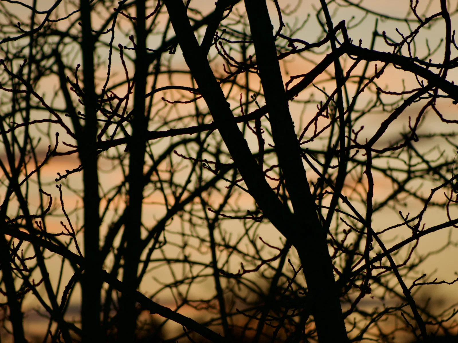 IMG_9287.webp