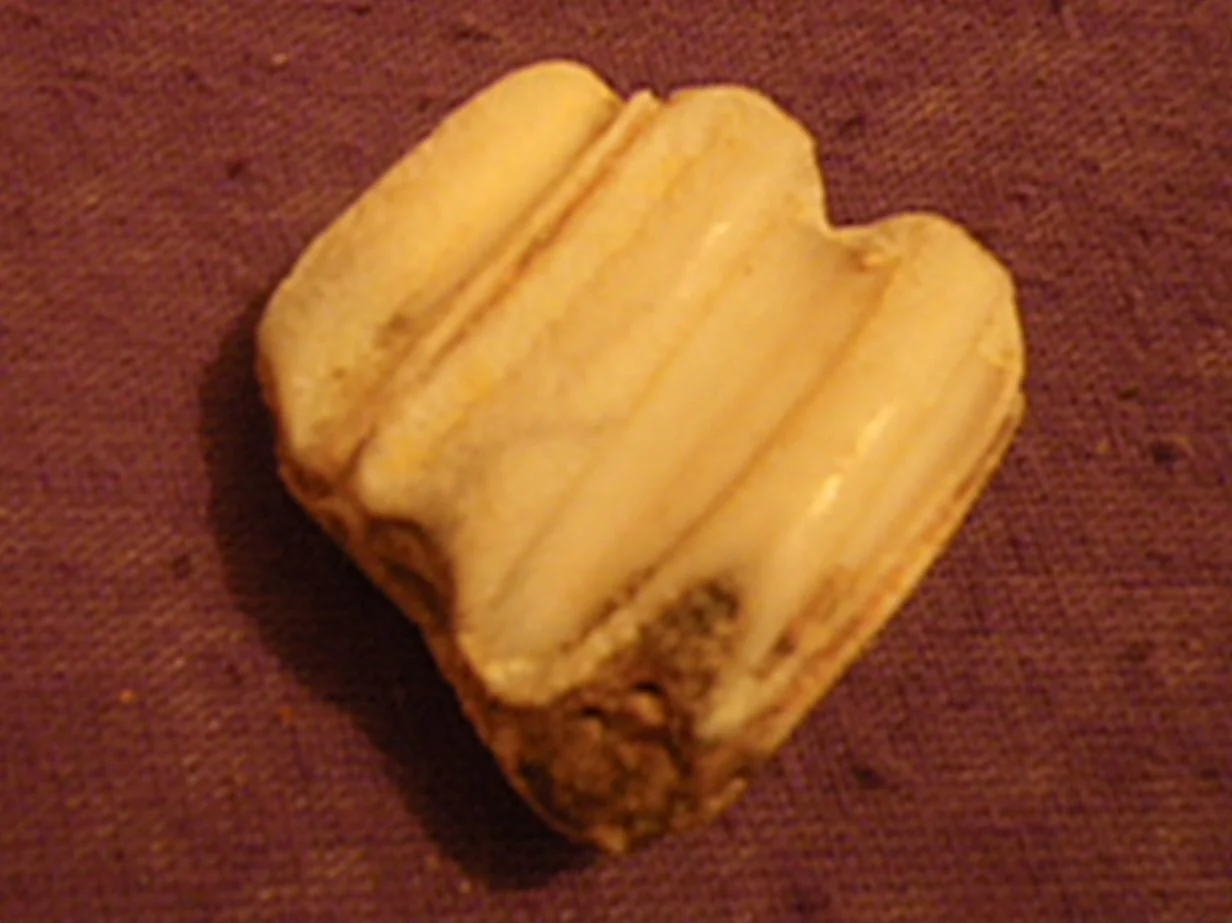 IMGP3384.jpg