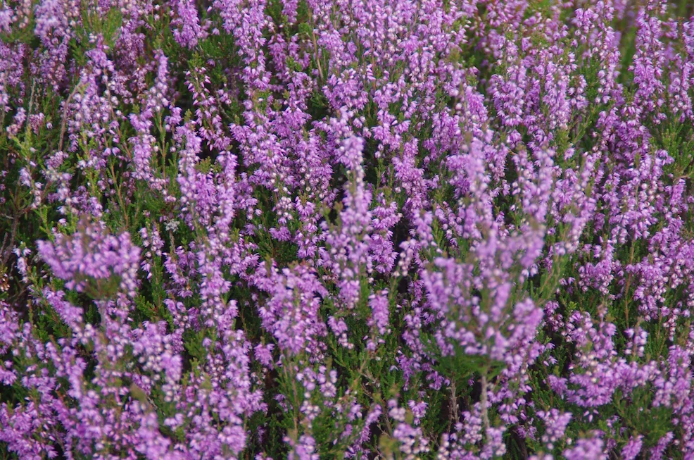 IMGP3695k.webp