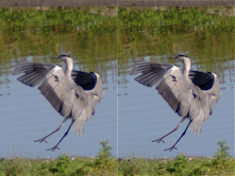 IMGP5358c_Reiher_Deconv.webp