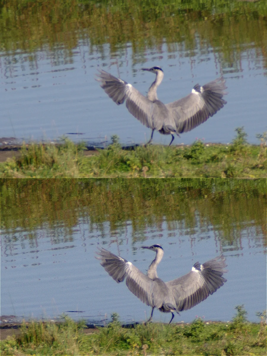 IMGP5359c_Reiher_Deconv.webp