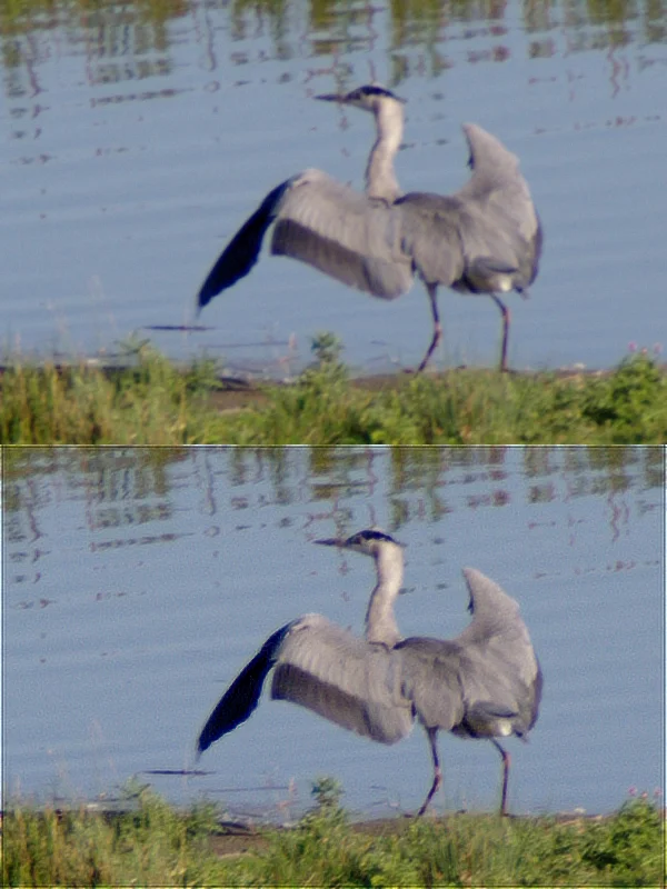 IMGP5360c_Reiher_Deconv.webp