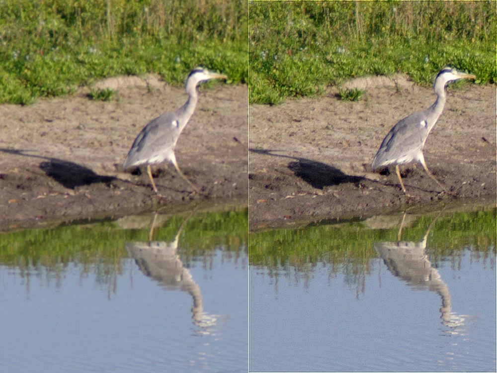 IMGP5406c_Reiher_Deconv.webp
