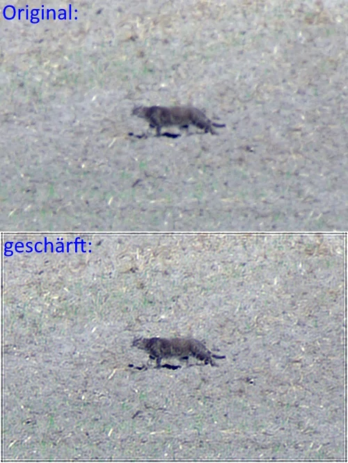 IMGP8300c_Katze_DeconvStreched.webp