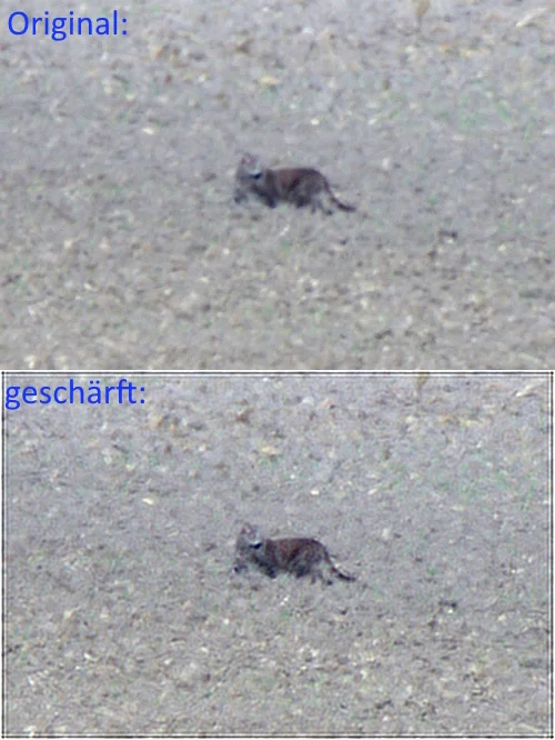IMGP8301c_Katze_DeconvStreched.webp