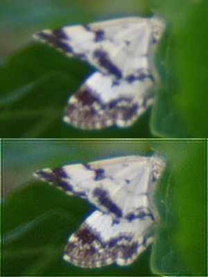 IMGP8996c_Schmetterling_Deconv.webp