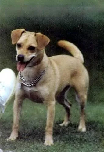 Ionels Hndin Senta ca. 1985