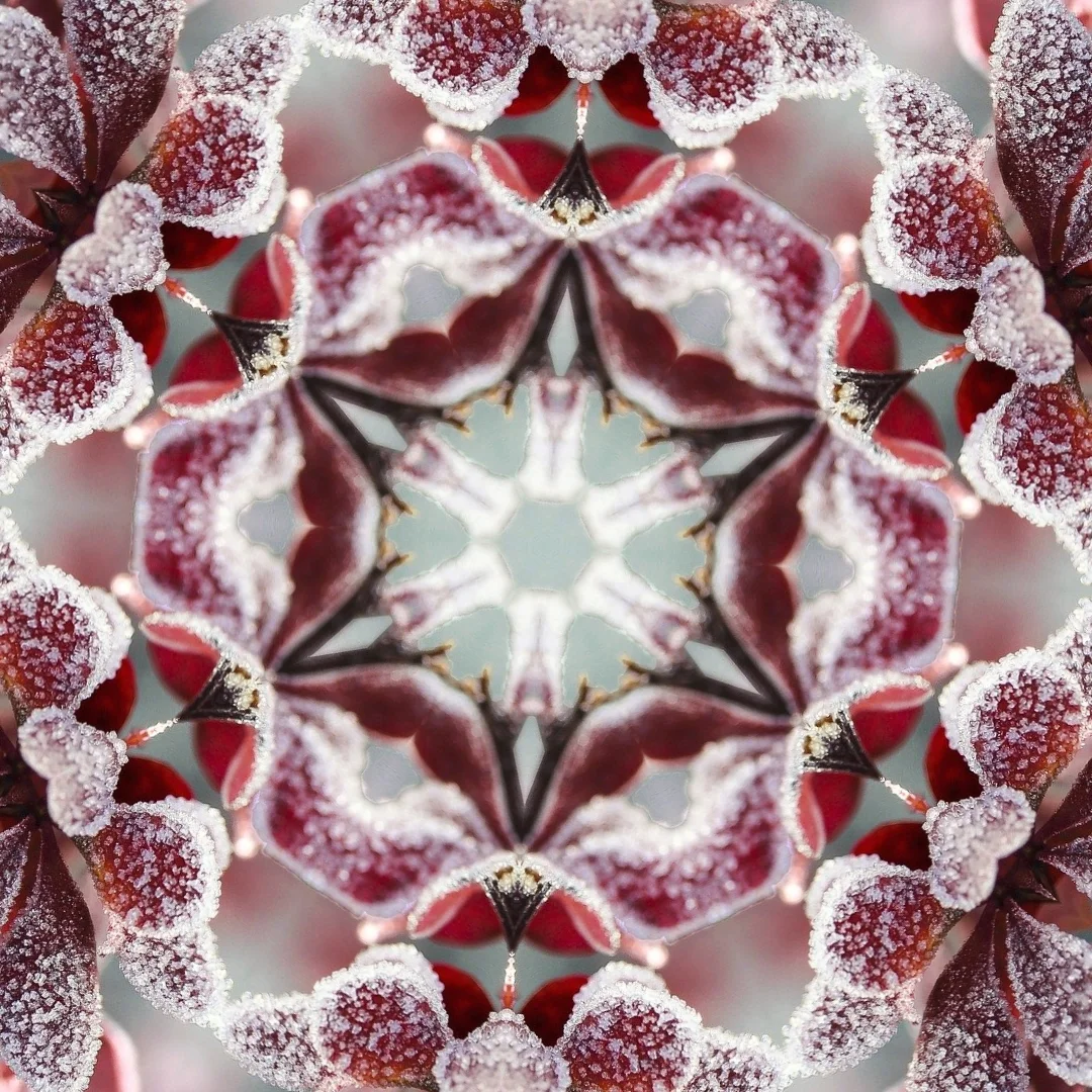 kaleidoscopeLime-20201216-115207.jpeg