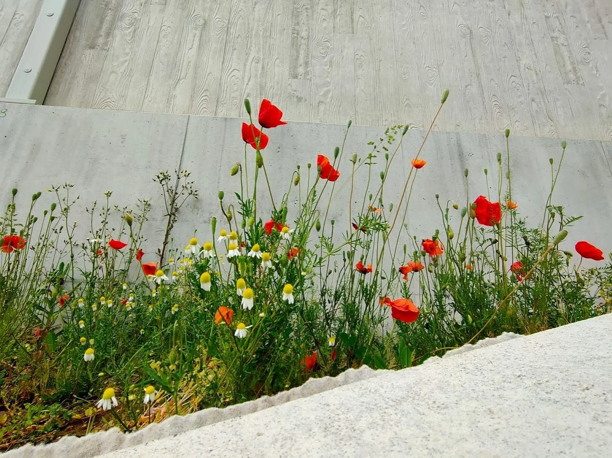 Kamille Klatschmohn Hingerwee.JPG