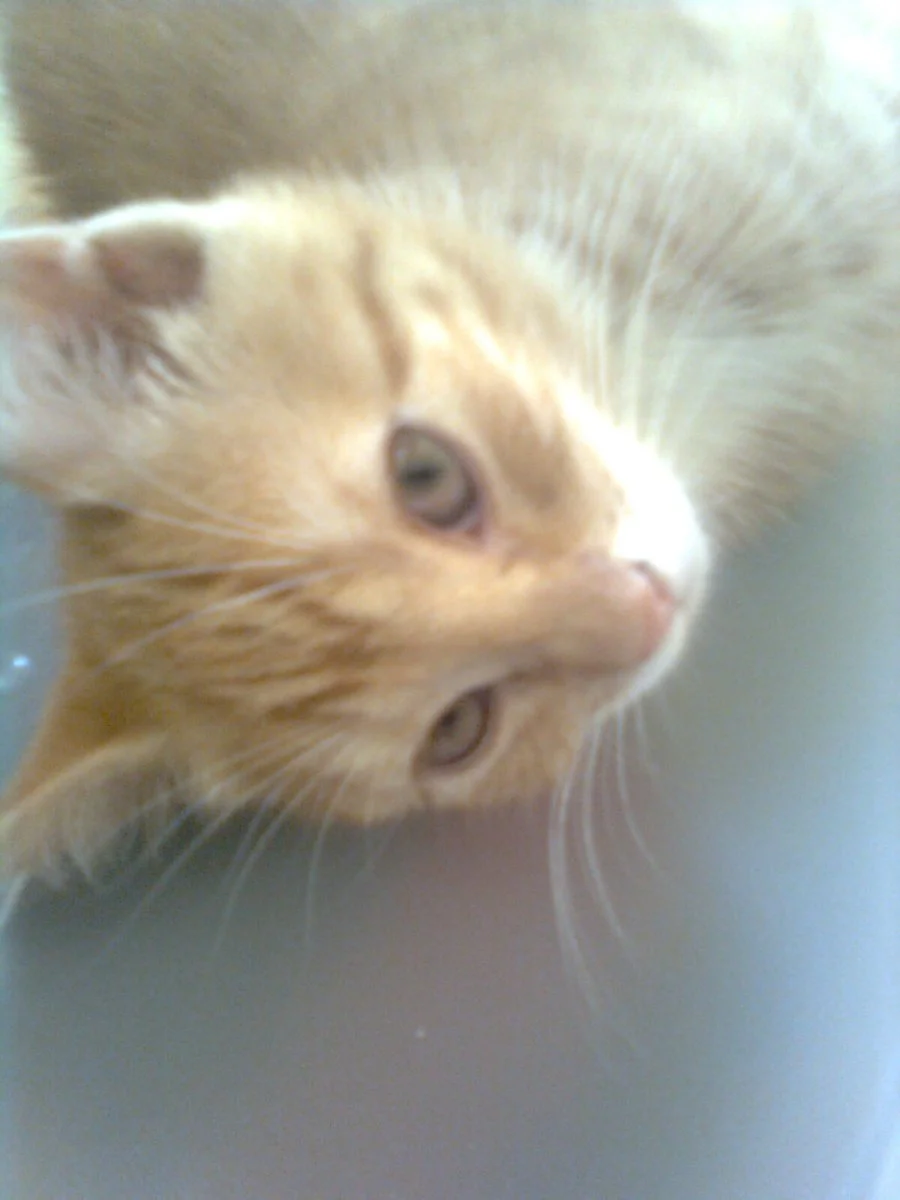 Karli ist so süß.jpg