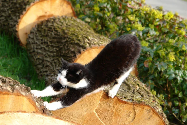 kater
