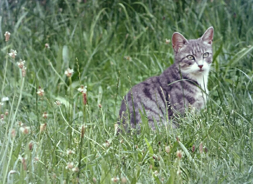 Katze