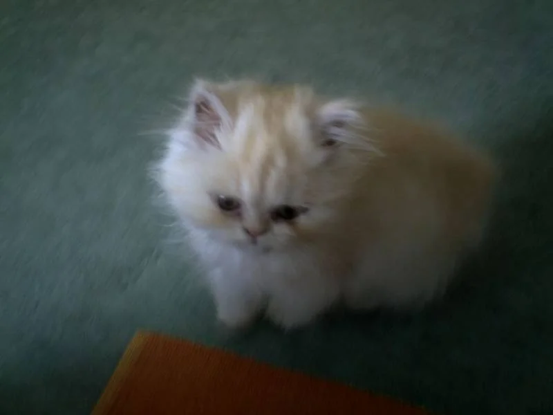 Katzi