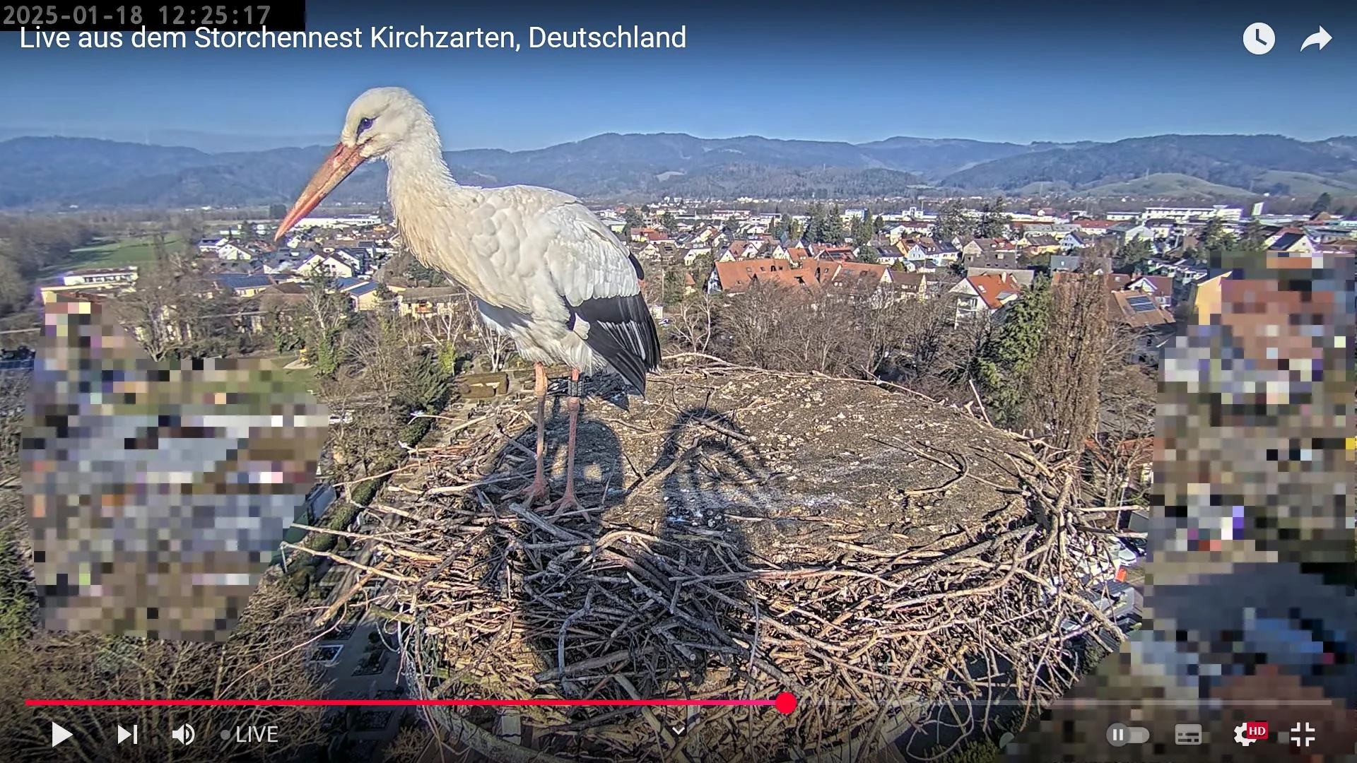 Kirchzarten_2025-01-18_Ulla_12Uhr25.webp