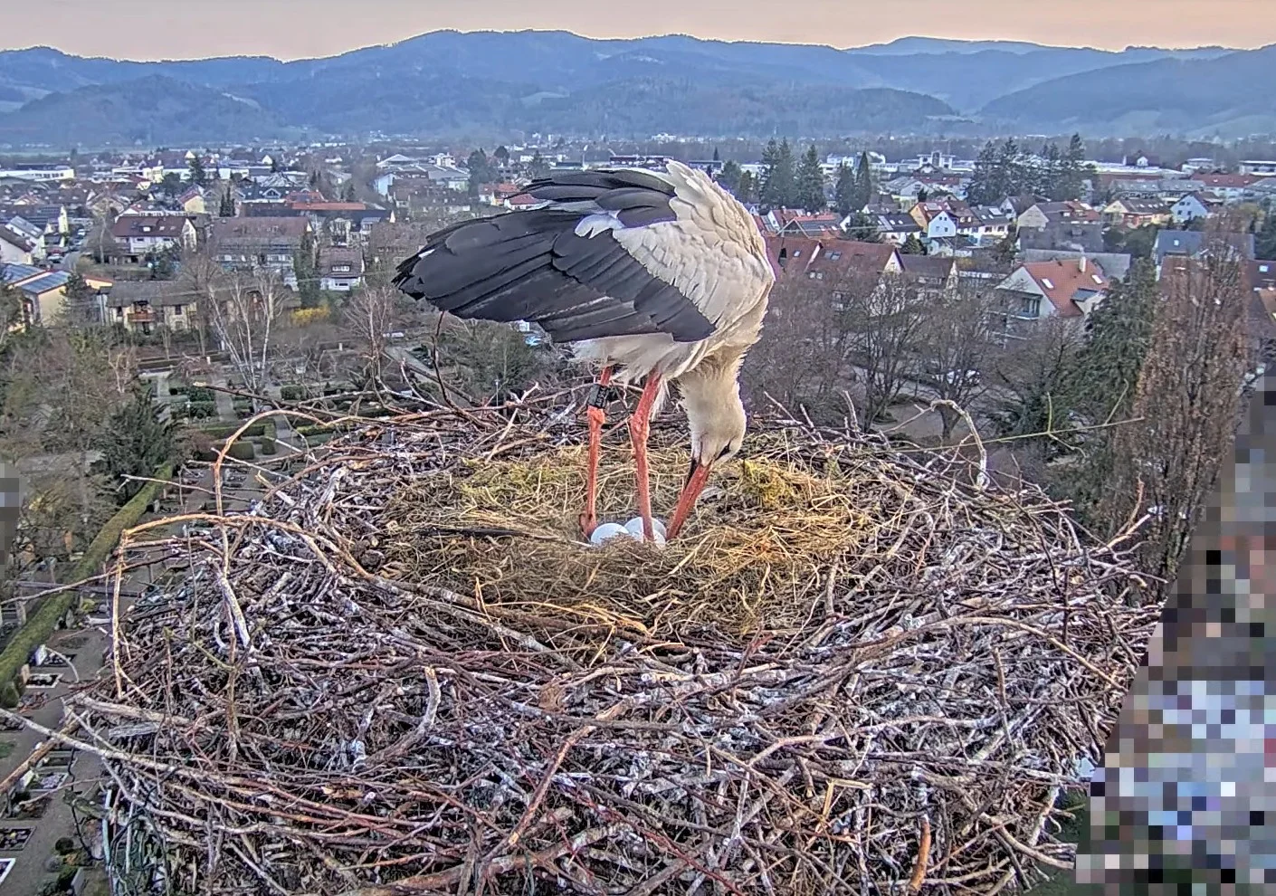 Kirchzarten_2025-03-25_06Uhr34_Edgar-untersucht-die-3-Eier.webp